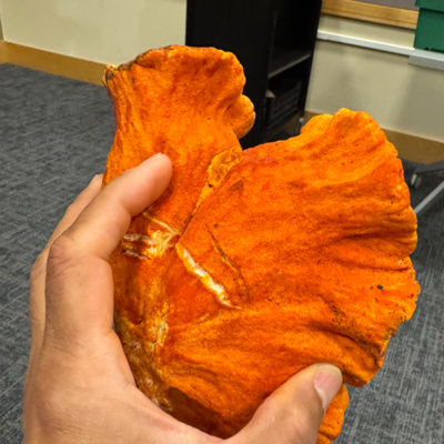 Fruiting Bodies: What Mushrooms Teach Us About Connection, Cycles, and the Quiet Intelligence of Fall episode artwork