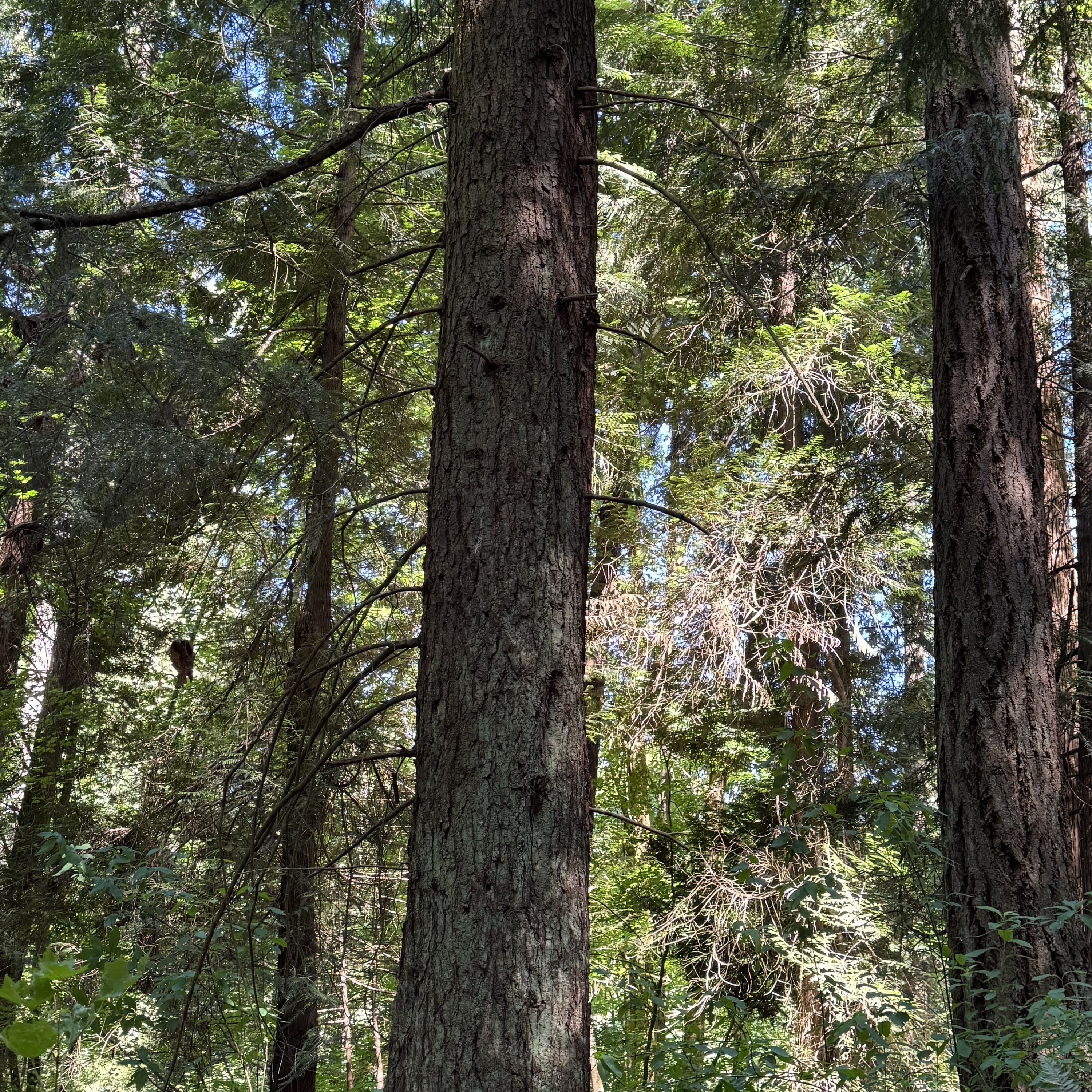 The Forest That a Neighborhood Refused to Lose episode artwork